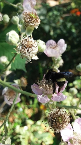 Photo of Paulista Bumble Bee (Bombus pauloensis)