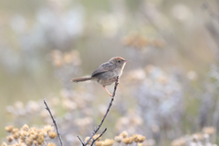 Cisticola lais