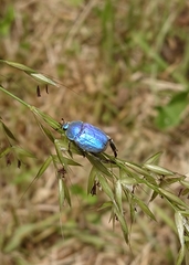 Hoplia coerulea
