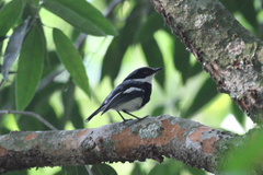 Batis dimorpha dimorpha