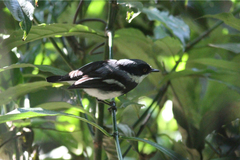 Batis dimorpha dimorpha