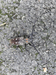 Batocera rubus