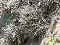 Tillandsia lepidosepala