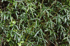 Rubus schmidelioides schmidelioides