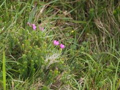 Centaurium portense