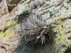 Tillandsia lepidosepala