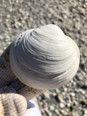 Pegophysema schrammi