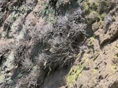 Tillandsia lepidosepala