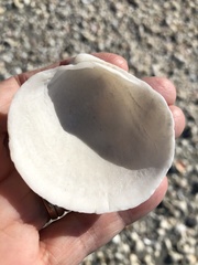 Pegophysema schrammi
