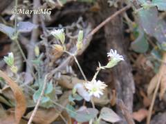 Drymaria arenarioides