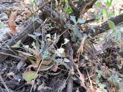 Drymaria arenarioides