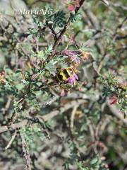 Xanthocampsomeris completa