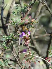 Xanthocampsomeris completa