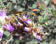 Xanthocampsomeris completa