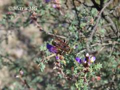 Xanthocampsomeris completa