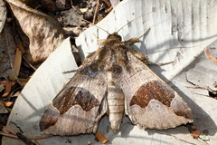 Bastilla solomonensis