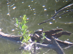 Trachemys scripta elegans