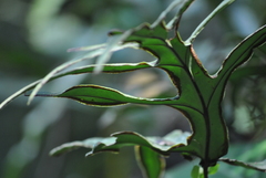 Doryopteris arifolia