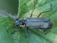 Cantharis nigricans