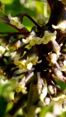 Melicytus macrophyllus