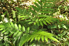 Pteris deflexa