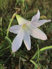 Zephyranthes robusta