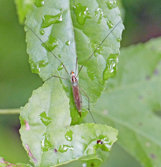Nephrotoma virescens