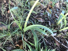 Zephyranthes robusta
