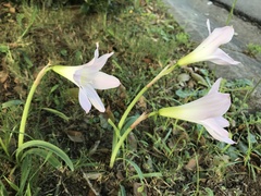 Zephyranthes robusta