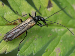 Oedemera pthysica