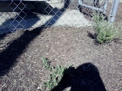 Bembix americana comata