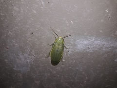 Panchlora thalassina