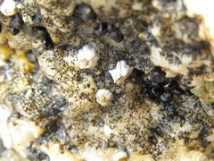 Notomegabalanus algicola