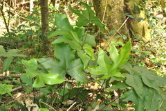 Doryopteris arifolia
