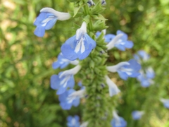 Salvia uliginosa