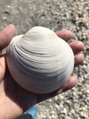 Pegophysema schrammi