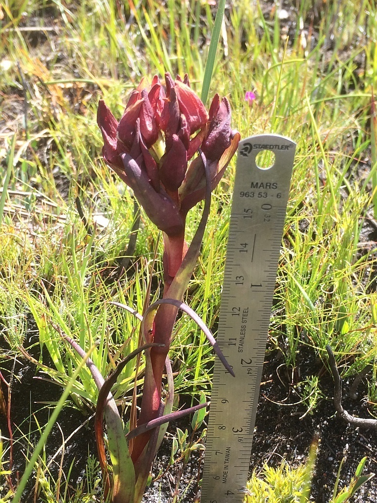 Disa bodkinii