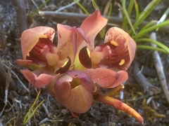 Disa bodkinii