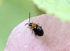 Luperomorpha xanthodera