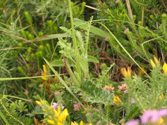 Cirsium filipendulum