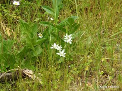 Ornithogalum baeticum