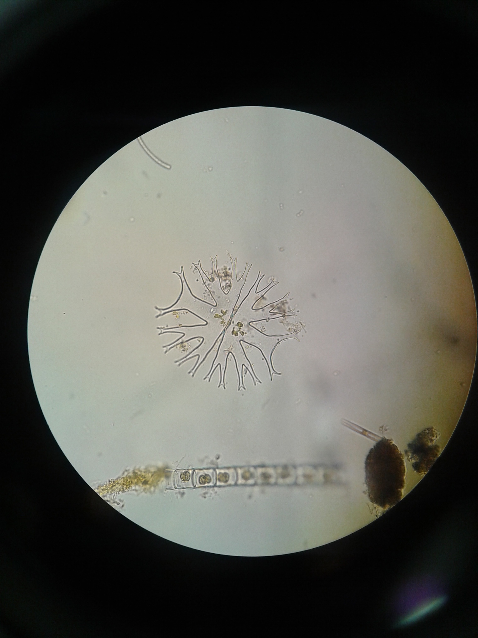 Micrasterias furcata