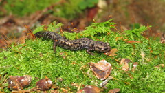 Plethodon welleri