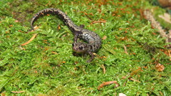 Plethodon welleri