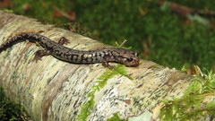 Plethodon welleri