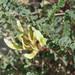 Astragalus monspessulanus gypsophilus - Photo (c) Cristobal Jimenez, algunos derechos reservados (CC BY-NC-ND), subido por Cristobal Jimenez