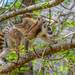 Lemur Colianillado - Photo (c) Allan Hopkins, algunos derechos reservados (CC BY-NC-ND)