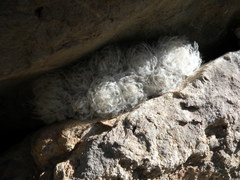 Mammillaria plumosa