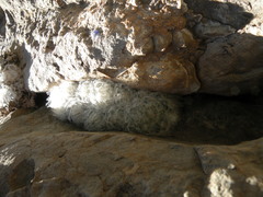 Mammillaria plumosa