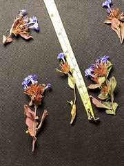 Ceratostigma plumbaginoides